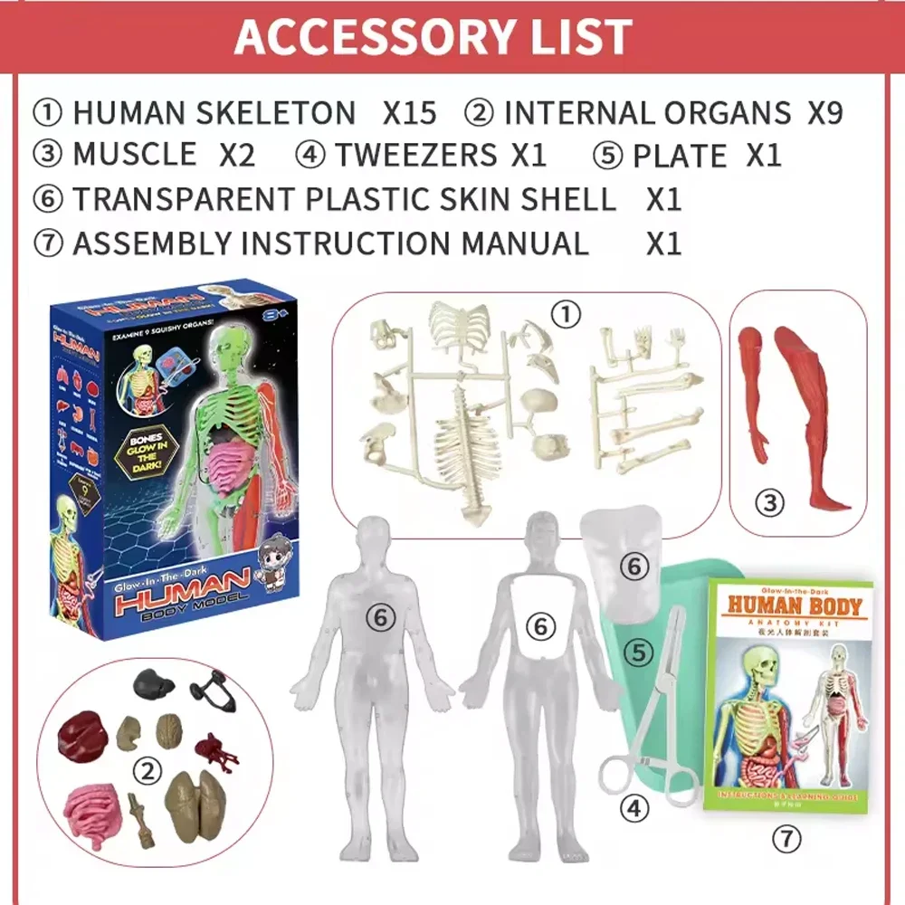Human Skeleton Organ Anatomy B - Model Kit Fantasy review and price